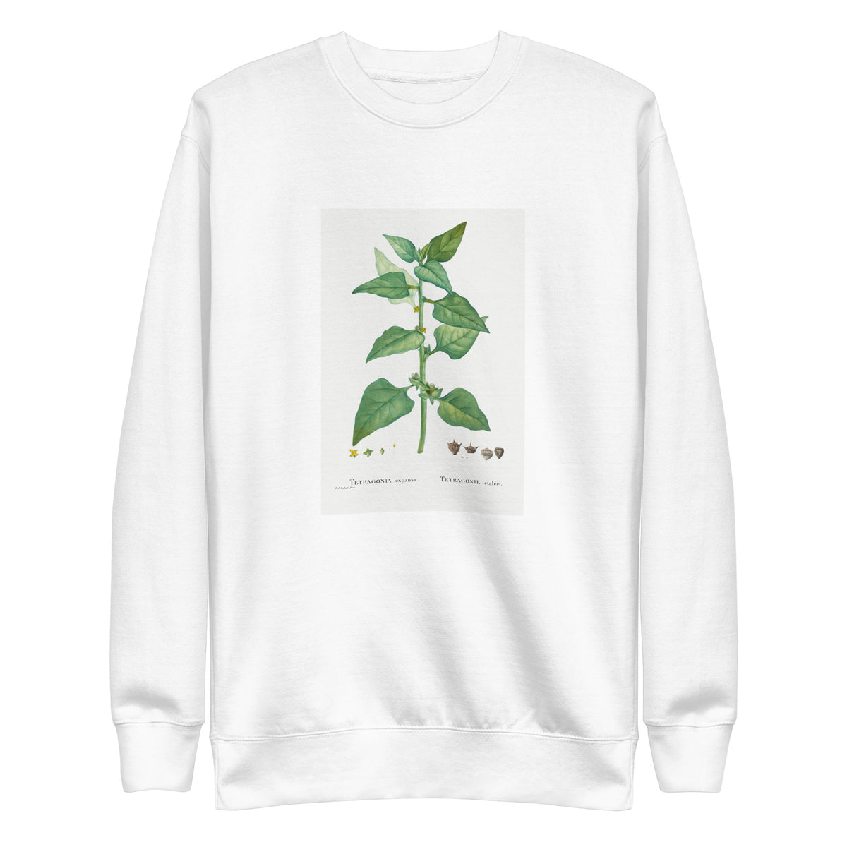 White Sweater Tetragonia Expansa New Zealand Spinach Signature
