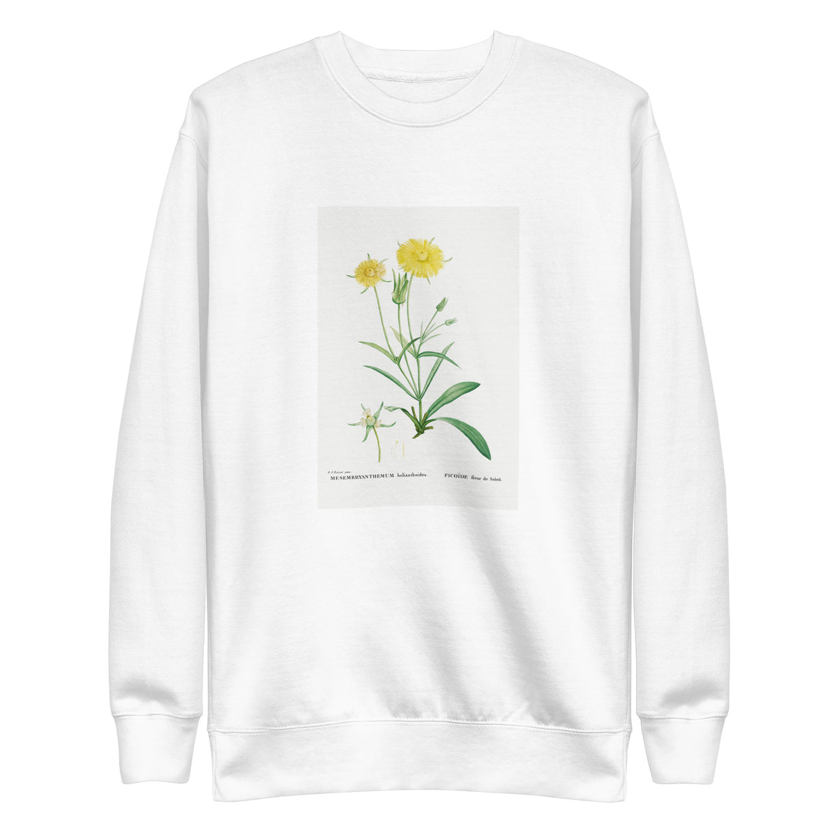 White Sweater Mesembryanthemum Helianthoides Spatula Leaved Fig Marigold - Pierre-Joseph 1799 Signature