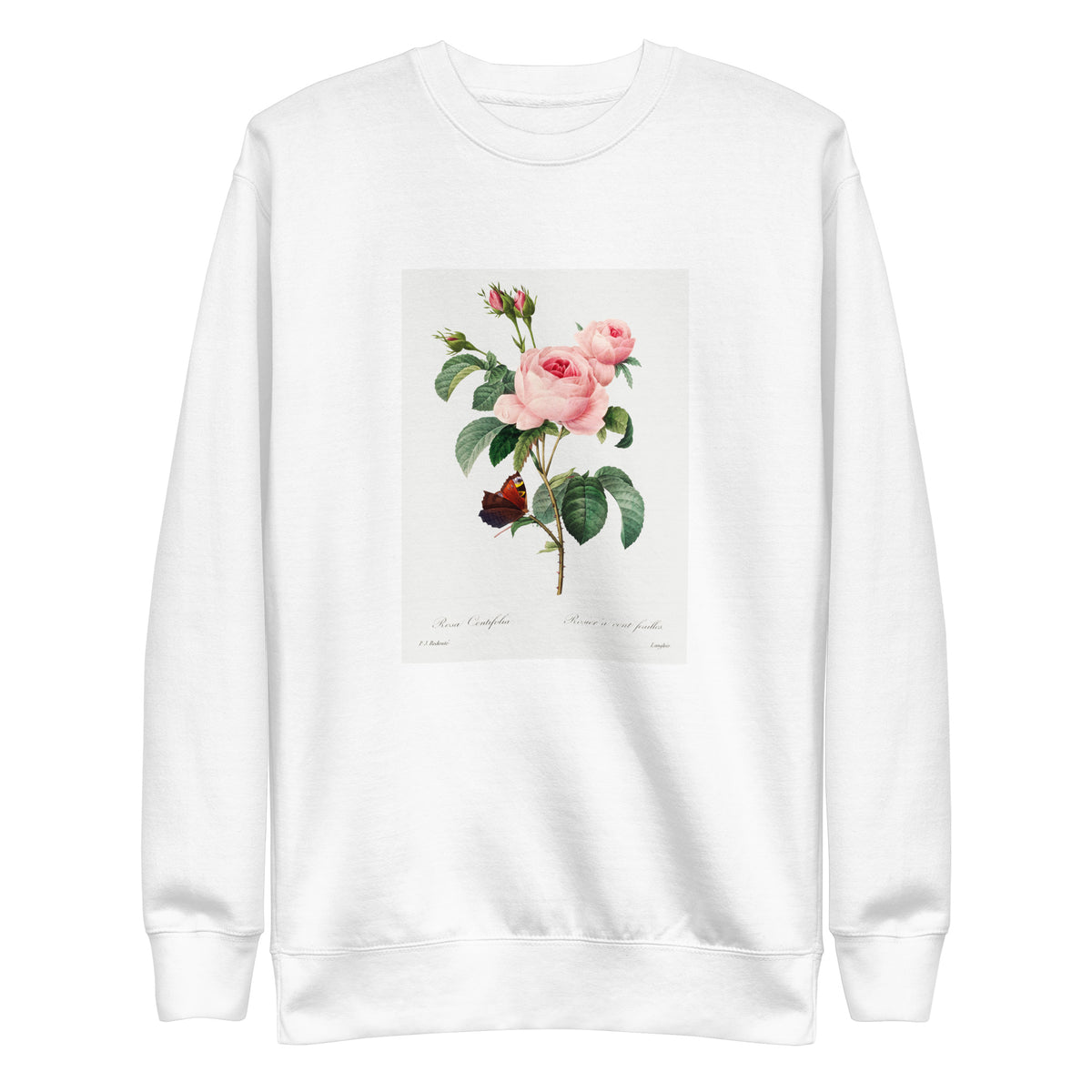 White Sweater Cabbage Rose - Pierre-Joseph Redoute 1759 Signature