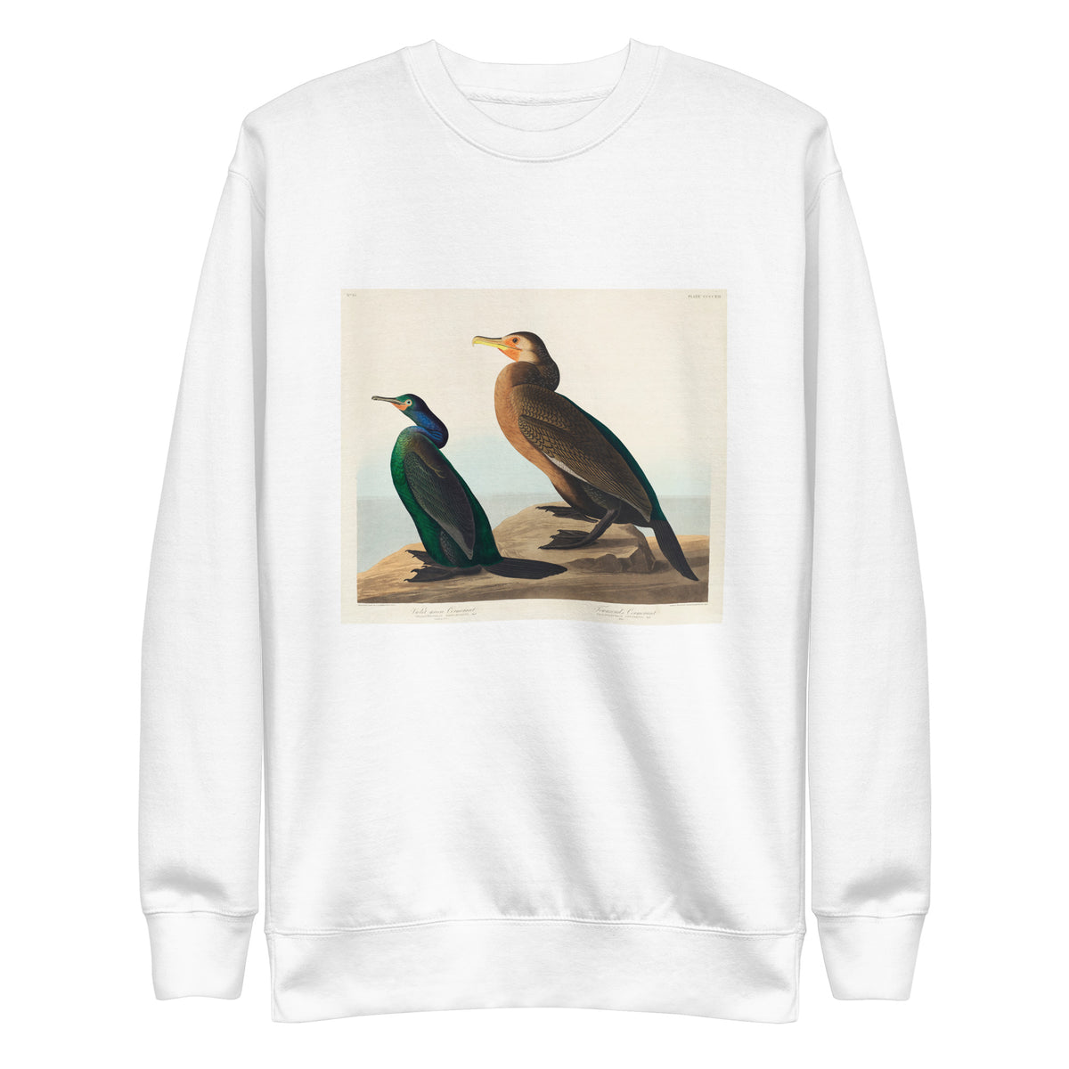 White Sweater Violet-Green Cormorant And Townsend S Cormorant - John James Audubon 1827 Signature