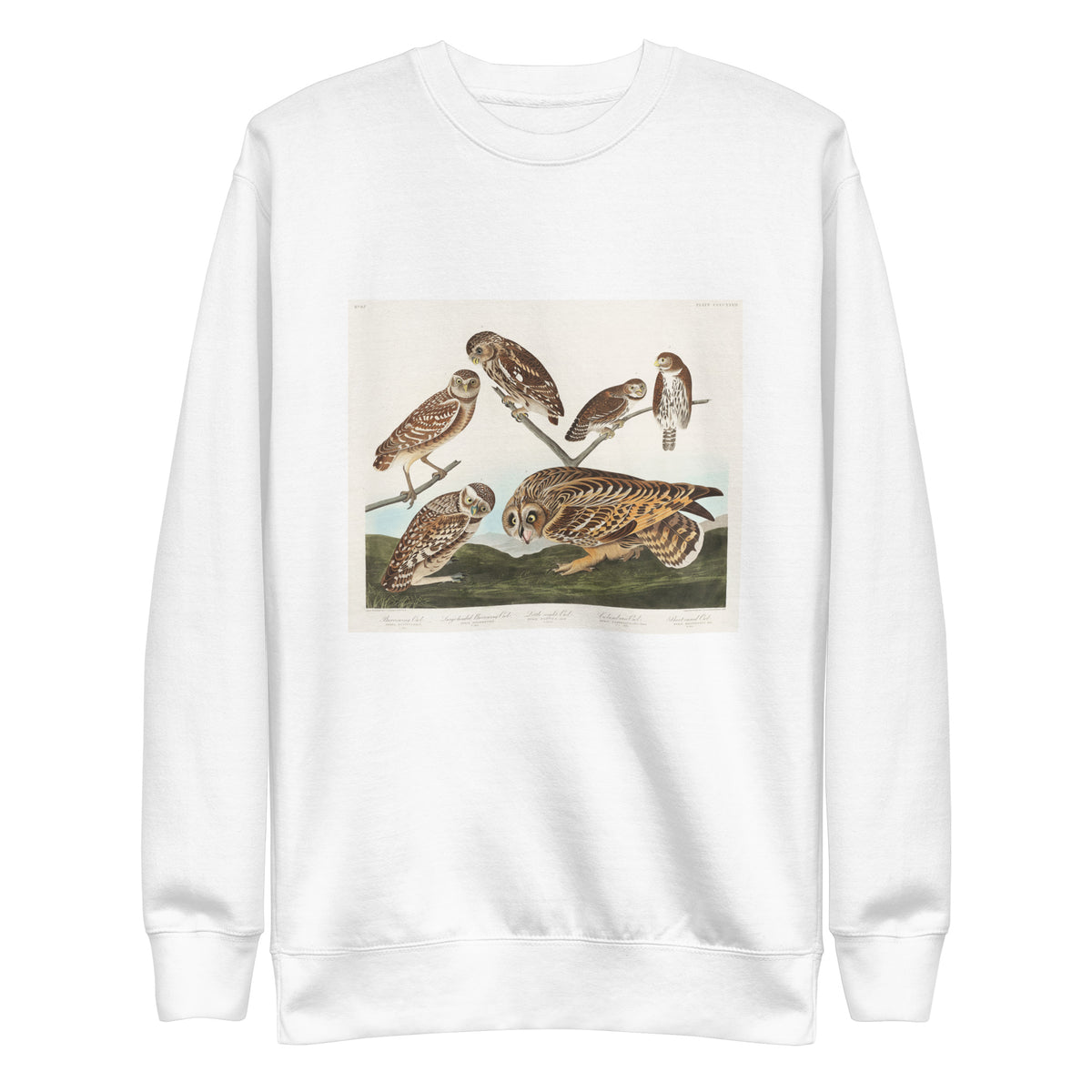 White Sweater Burrowing Owl Large-Headed Burrowing Owl Little Night Owl Columbian Owl And Short-Cared Owl - John James Audubon 1827 Signature