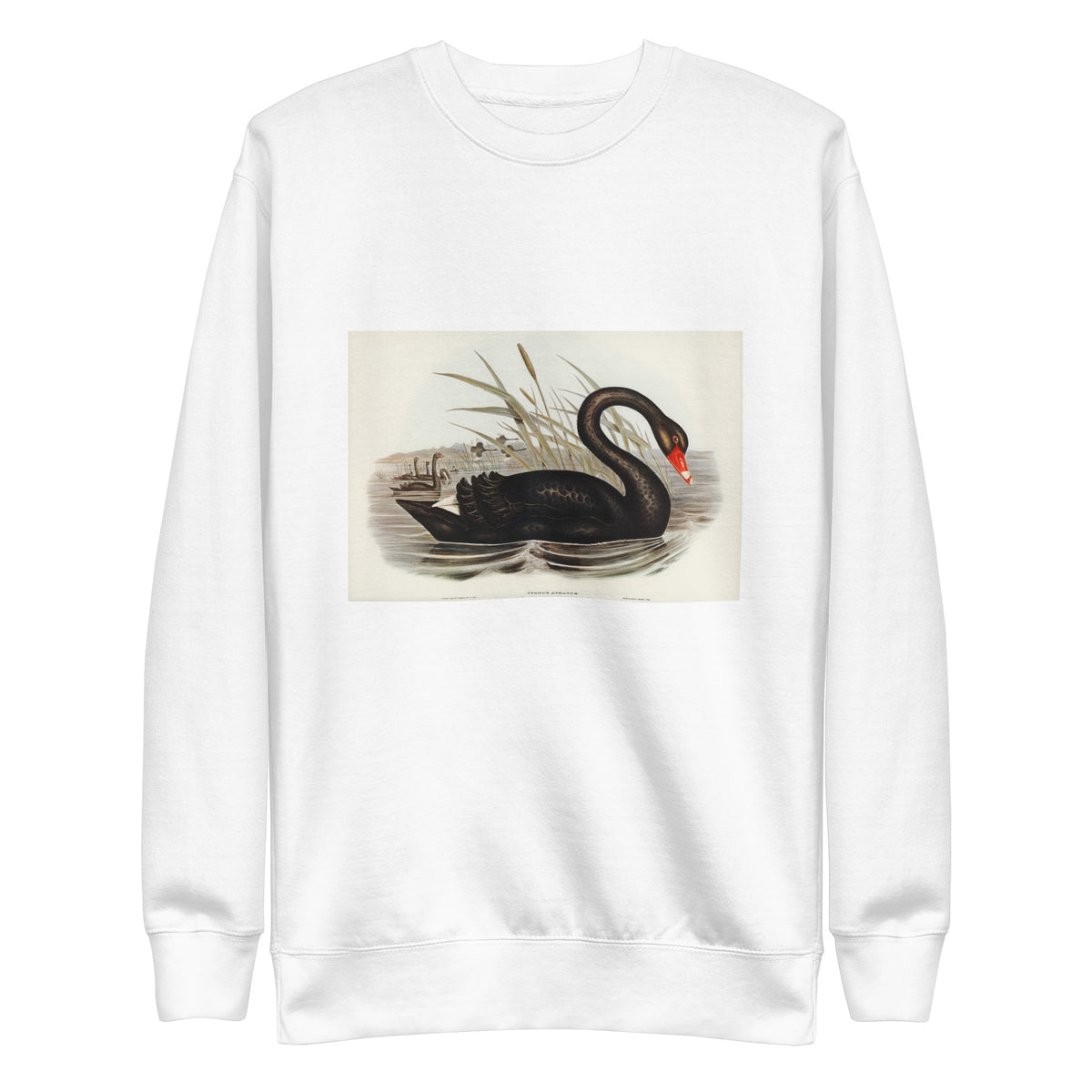 White Sweater Black Swan Cygnus Atratus Illustrated - Elizabeth Gould 1804 Signature