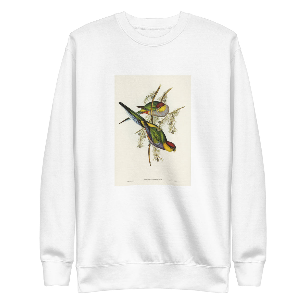 White Sweater Red-Capped Parakeet Platycercus Pileatus Illustrated - Elizabeth Gould 1804 Signature