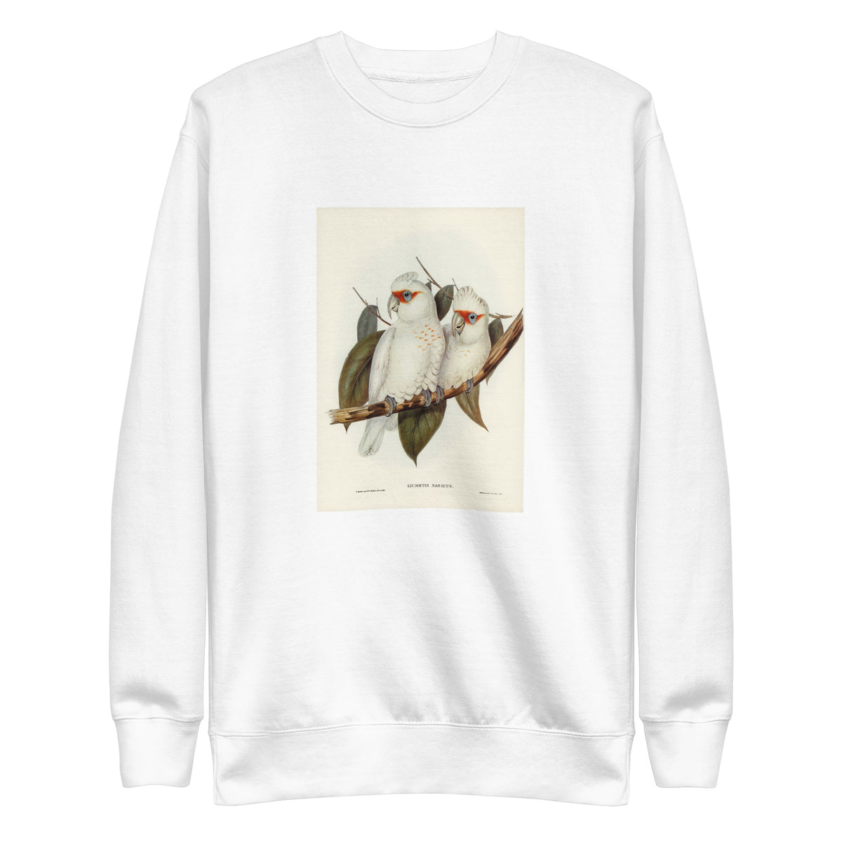 White Sweater Long-Billed Cockatoo Licmetis Nasicus Illustrated - Elizabeth Gould 1804 Signature