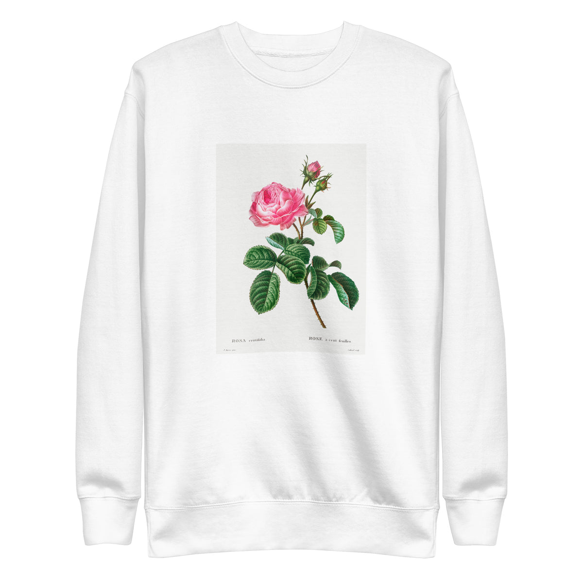 White Sweater Cabbage Rose Rosa Centifolia Signature