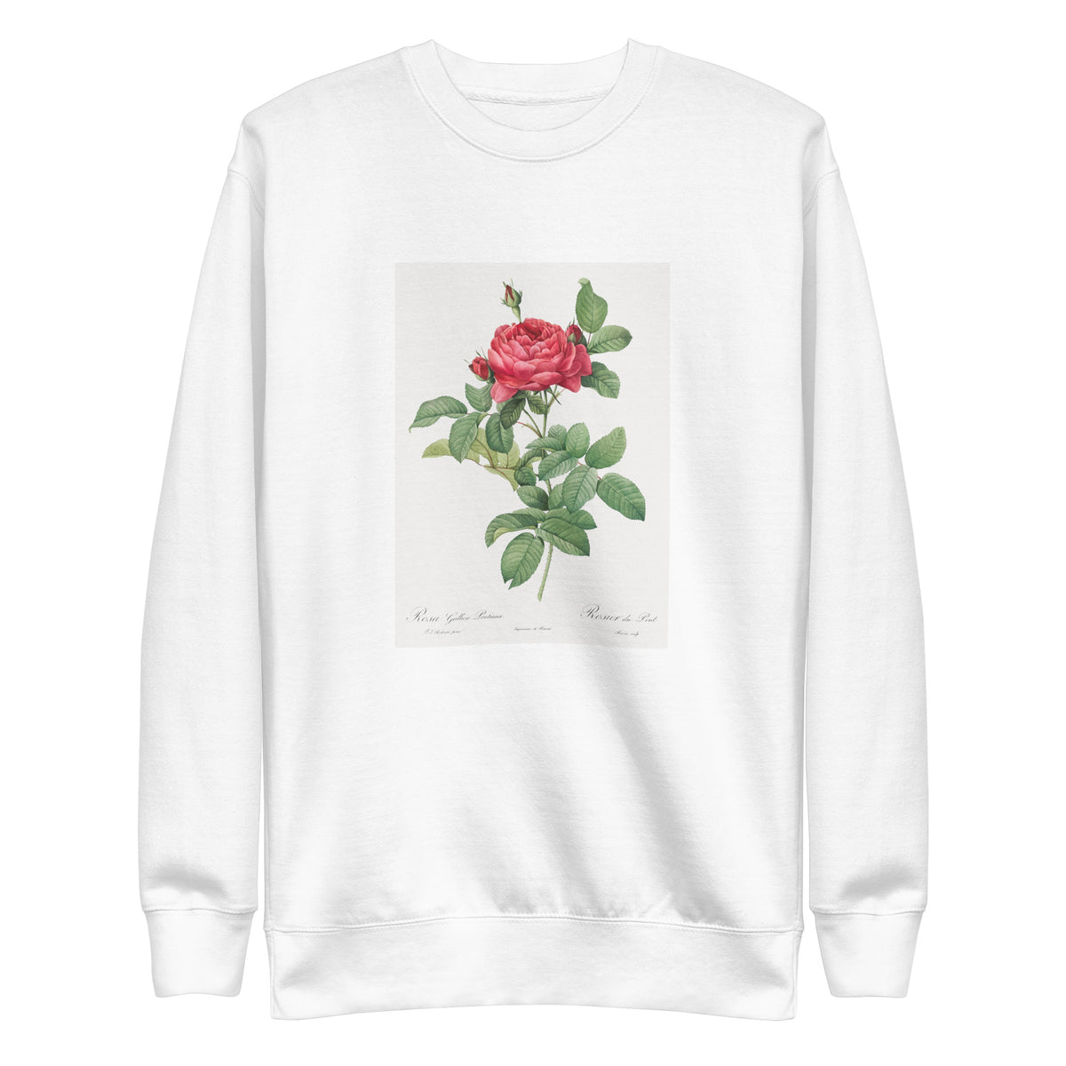 White Sweater Rosa Gallica Pontiana Also Known As Bridge Rose Signature