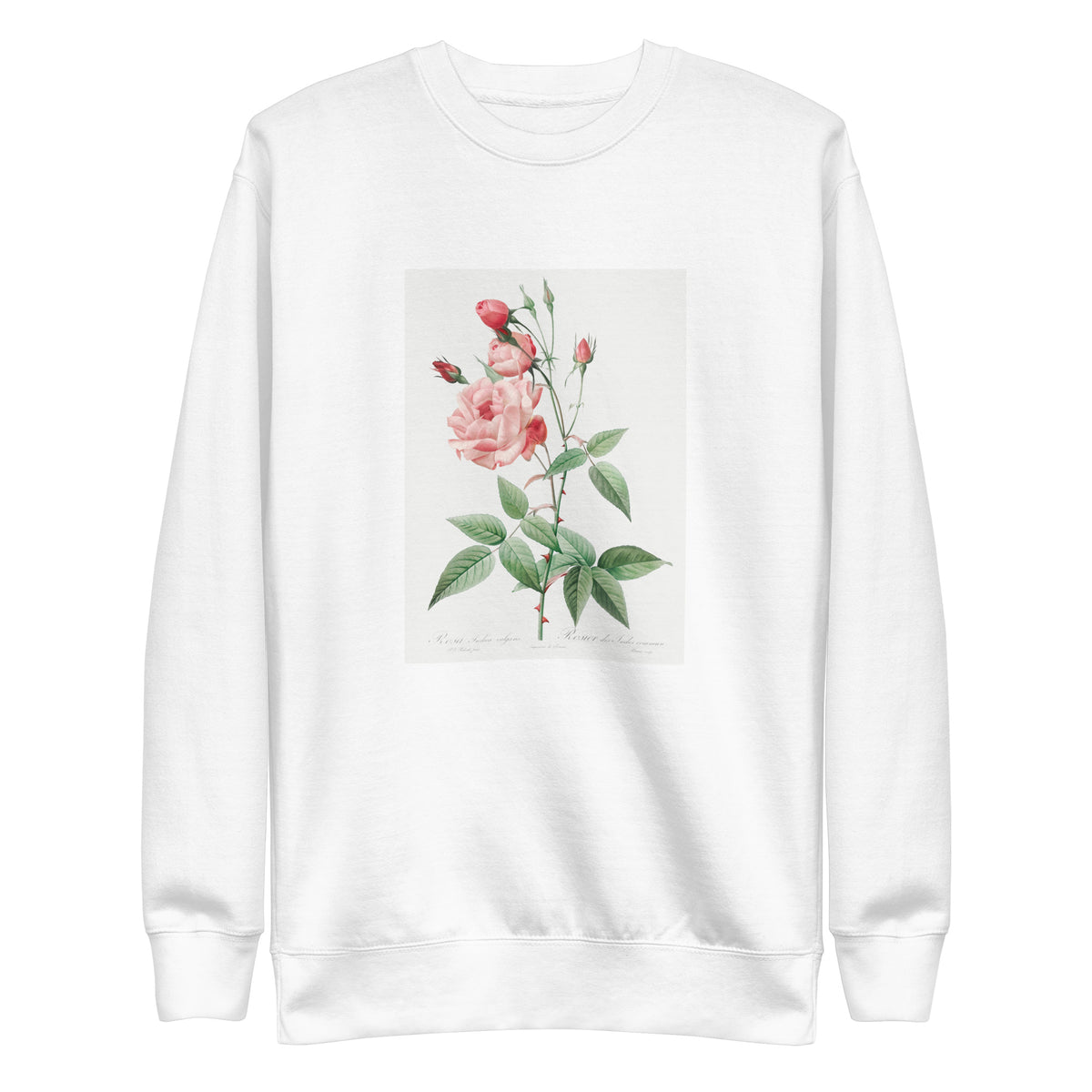 White Sweater Old Blush China Also Known As Common Rose Of India Rosa Indica Vulgaris Signature
