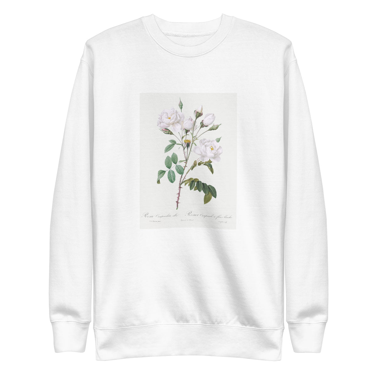 White Sweater Rosa Campanulata Alba Also Known As Pink Bellflowers To White Flowers Signature