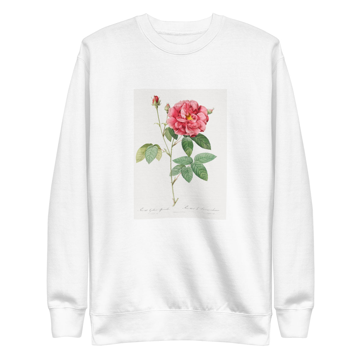 White Sweater French Rose Also Known As Ordinary Provins Rosebush Rosa Galluca Offuenalis Signature