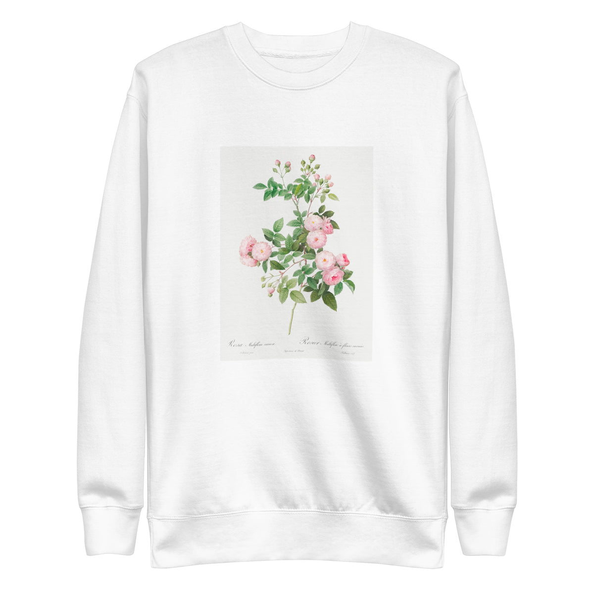 White Sweater Flesh-Pink Multiflora Rosa Multiflora Carnea Signature
