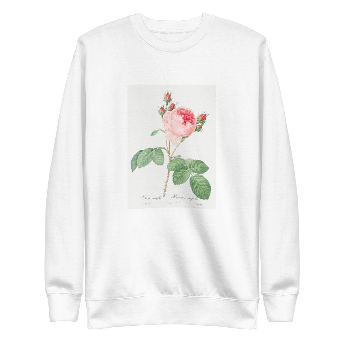 White Sweater Cabbage Rose Also Known As One Hundred-Leaved Rose Rosa Centifolia Signature