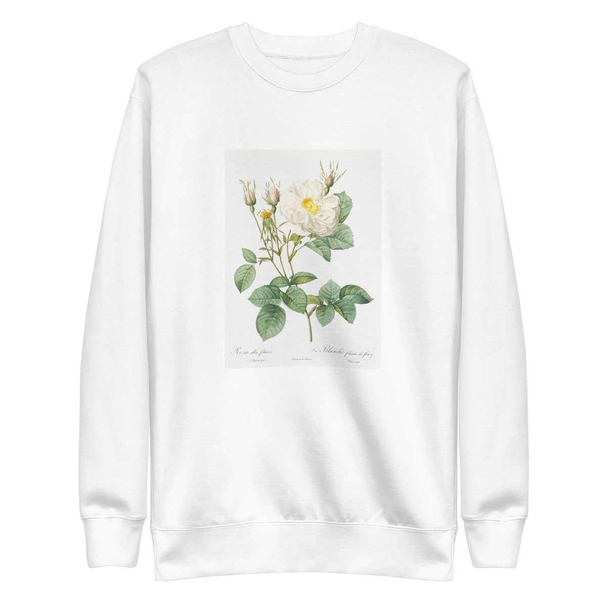White Sweater Rosa X Alba Also Known As The White Leaf Of Fleury Rosa Alba Foliacea Signature