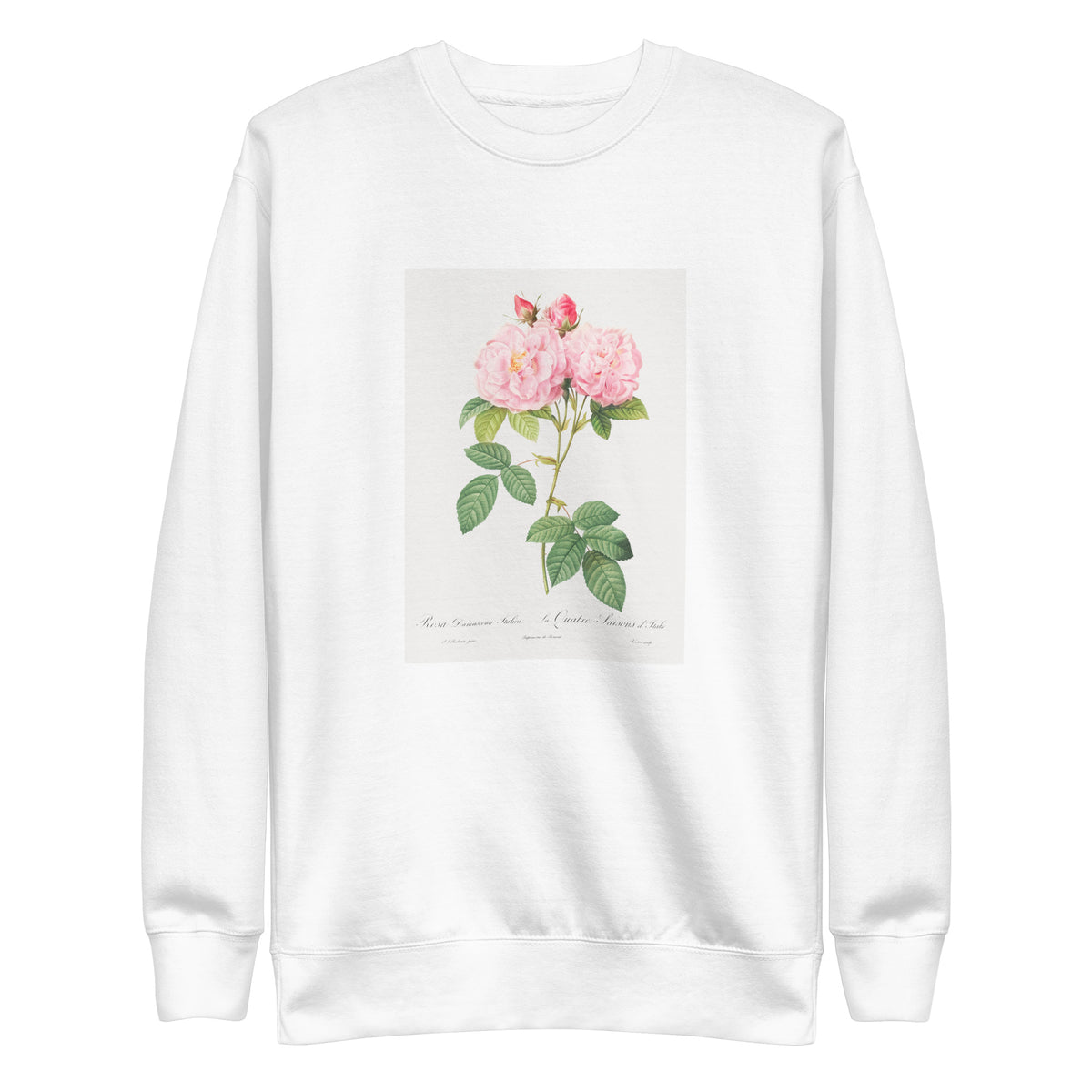 White Sweater Italian Damask Rose Also Known As The Four Seasons Of Italy Rosa Damascena Italica Signature