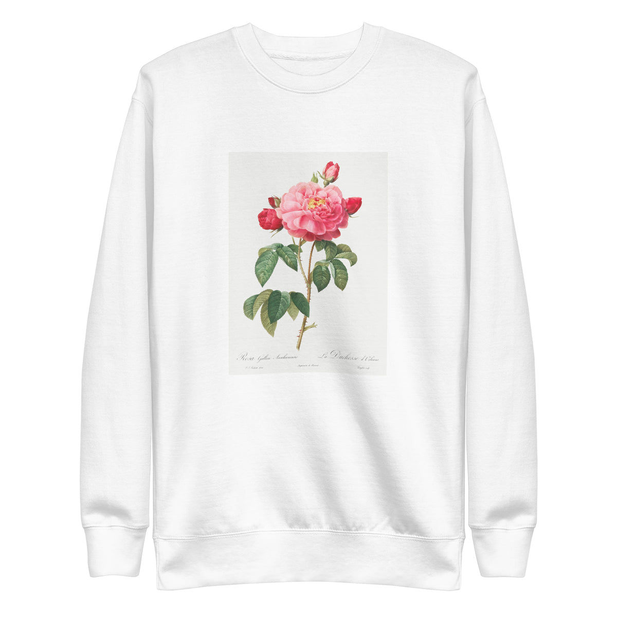 White Sweater Gallic Rose Also Known As The Duchess Of Orleans Rosa Gallica Aurelianensis Signature