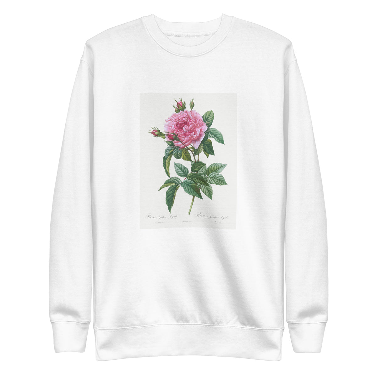 White Sweater Gallic Rose Rosa Gallica Regalis Signature