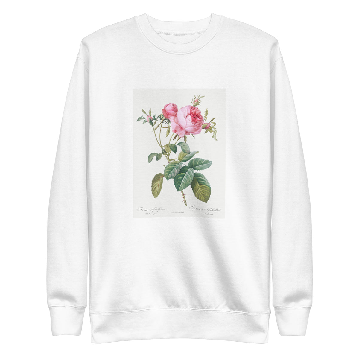 White Sweater Rose De Mai Rosa Centifolia Foliacea Signature