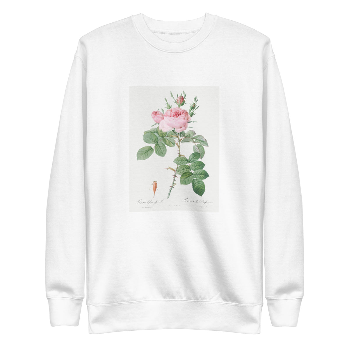 White Sweater Rosa Bifera Officinalis Also Known As Rose Of Perfume Signature