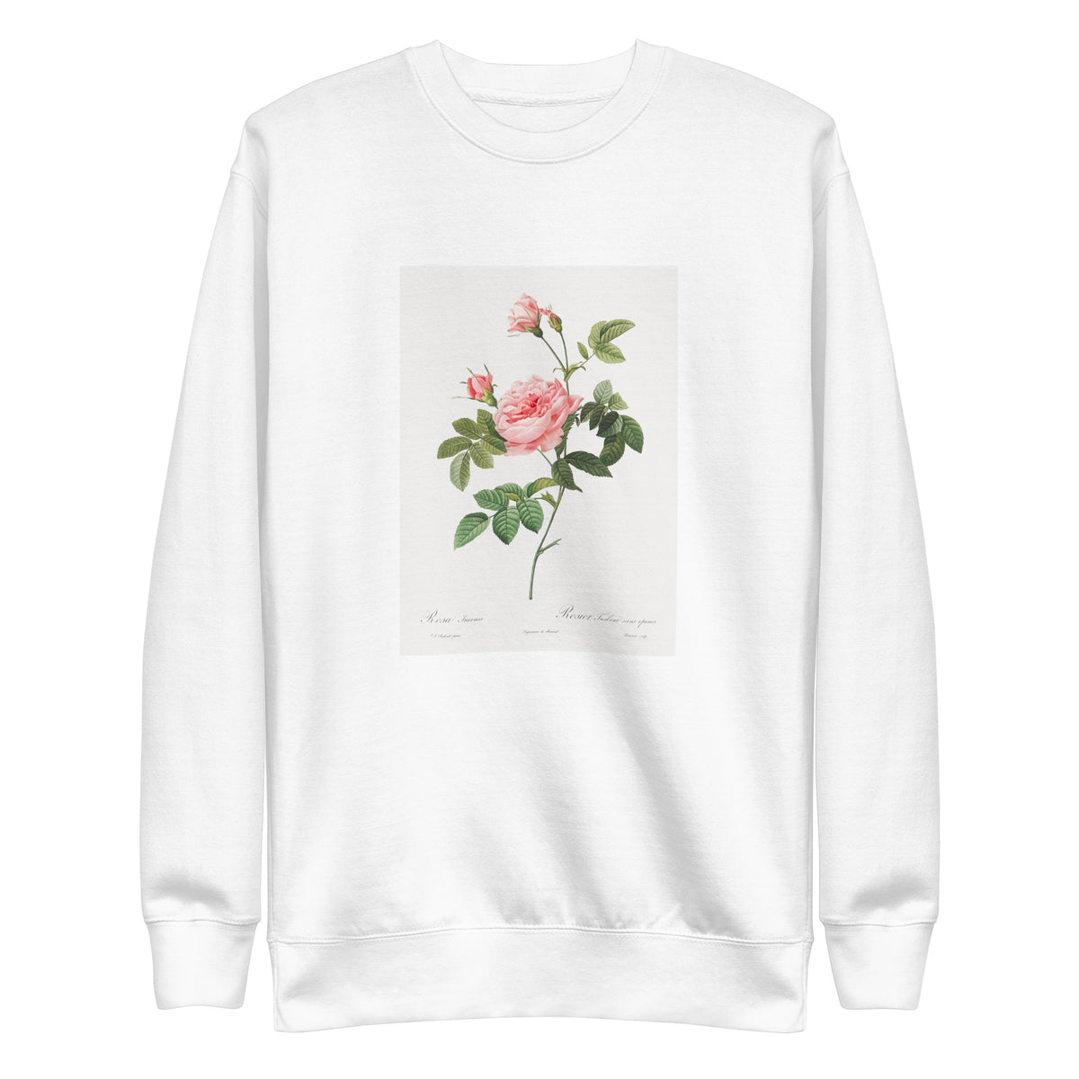 White Sweater Boursault Rose Also Known As Rose Turbine Without Thorns Rosa Inermis Signature