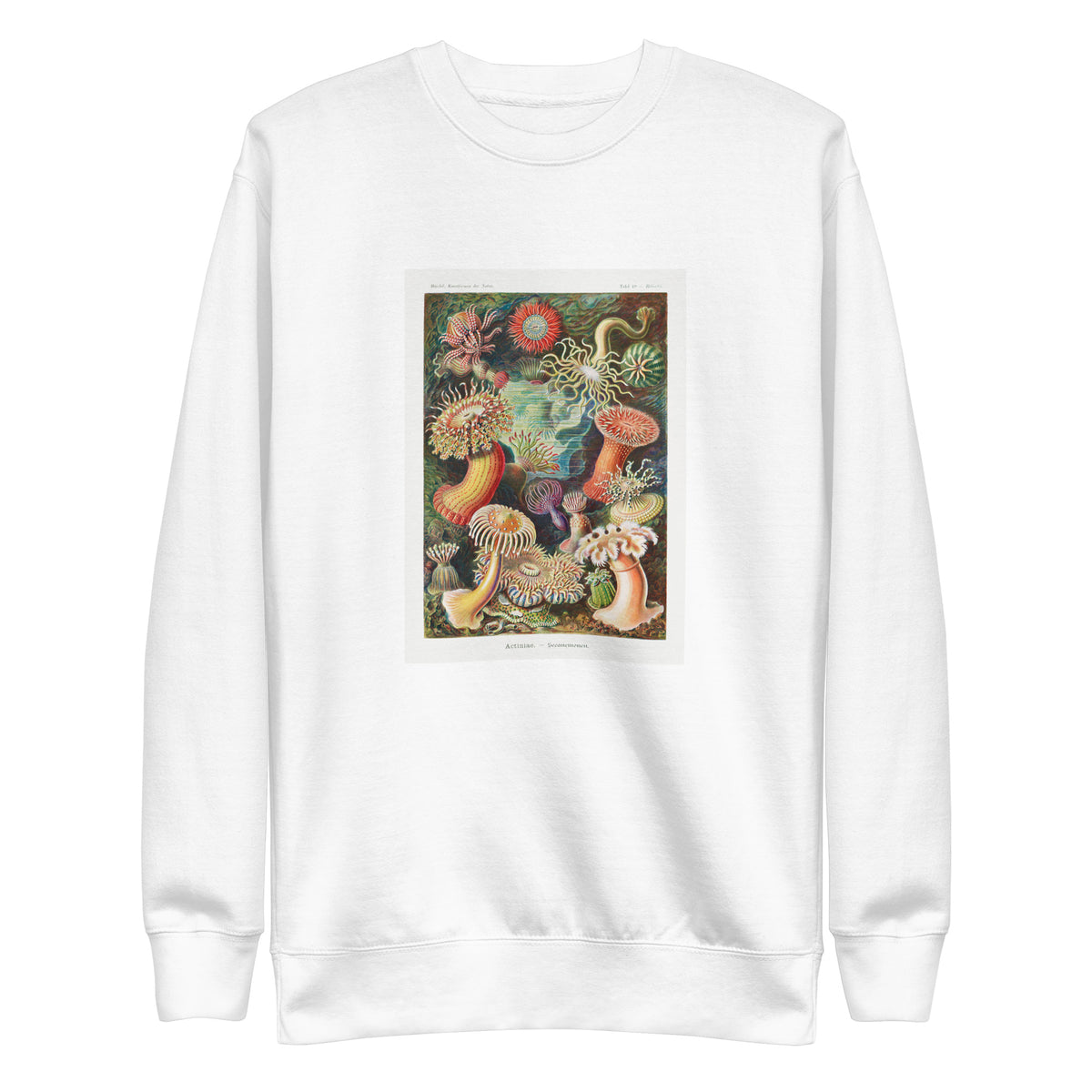 White Sweater Actiniae Seeanemonen Signature