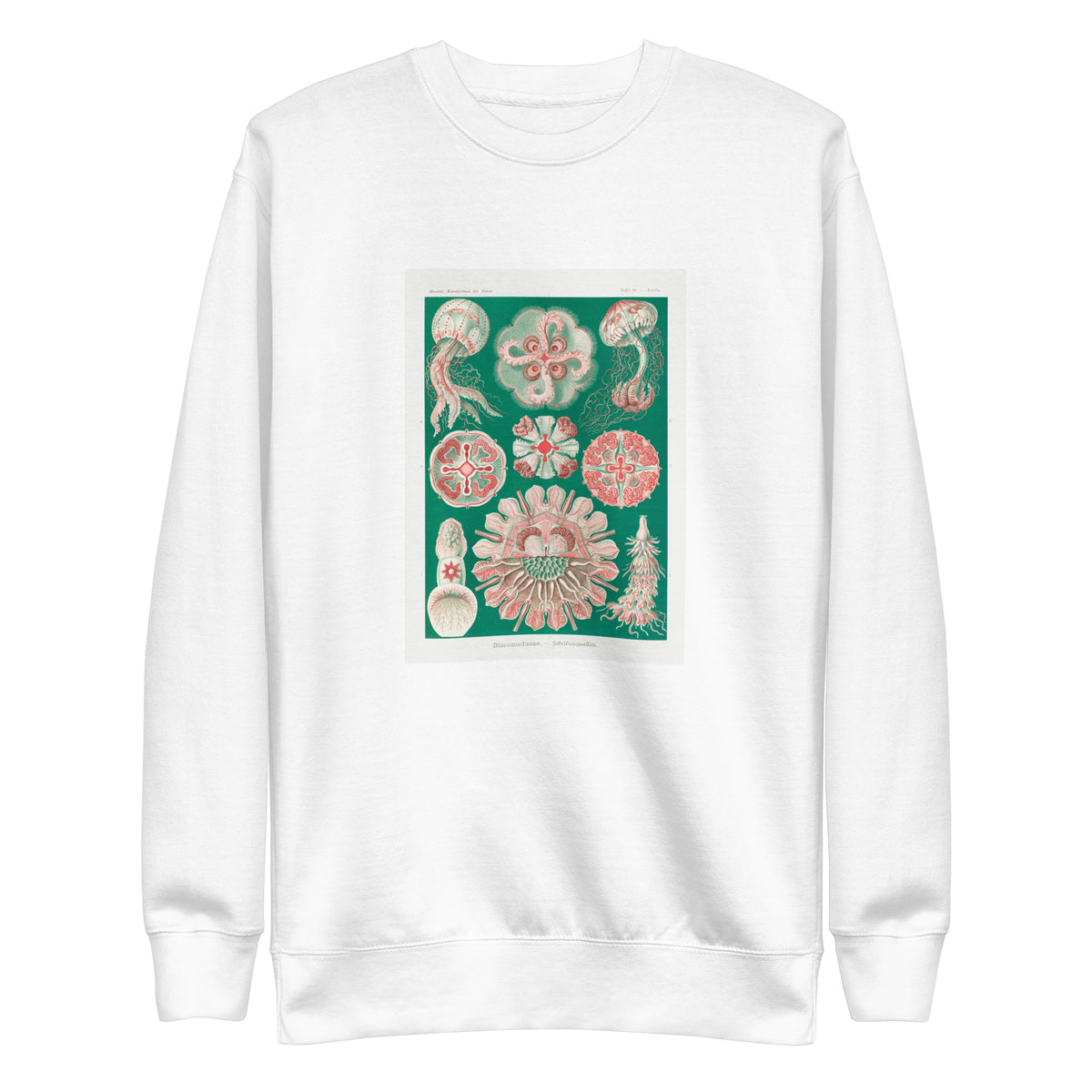 White Sweater Discomedusae Schweibenquallen Signature