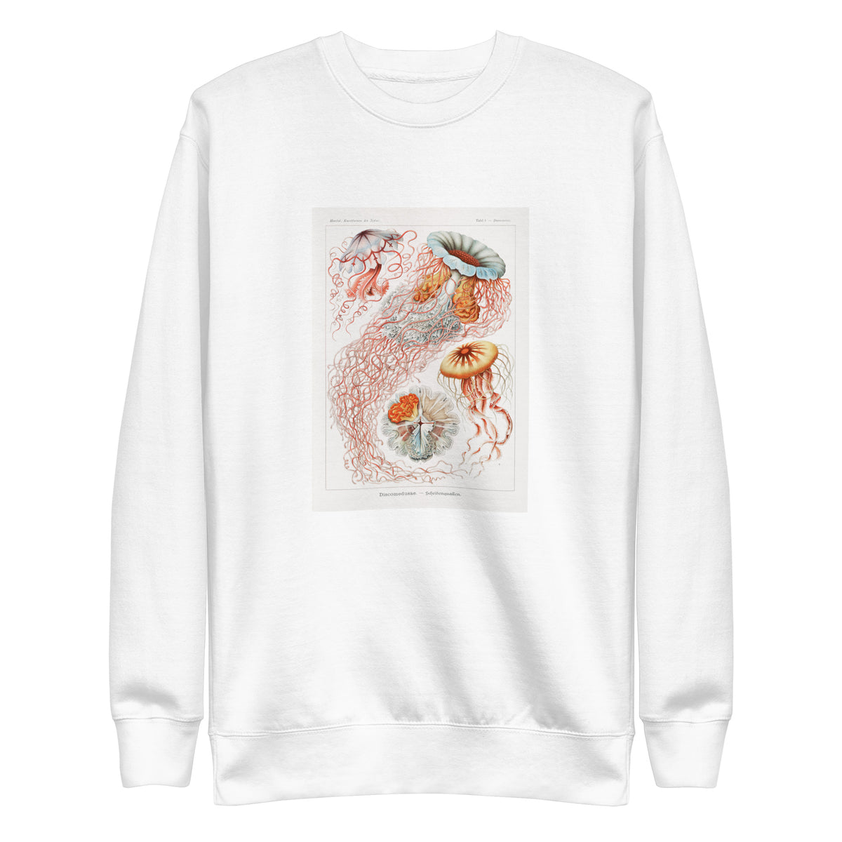 White Sweater Discomedusae Scheibenquallen Signature