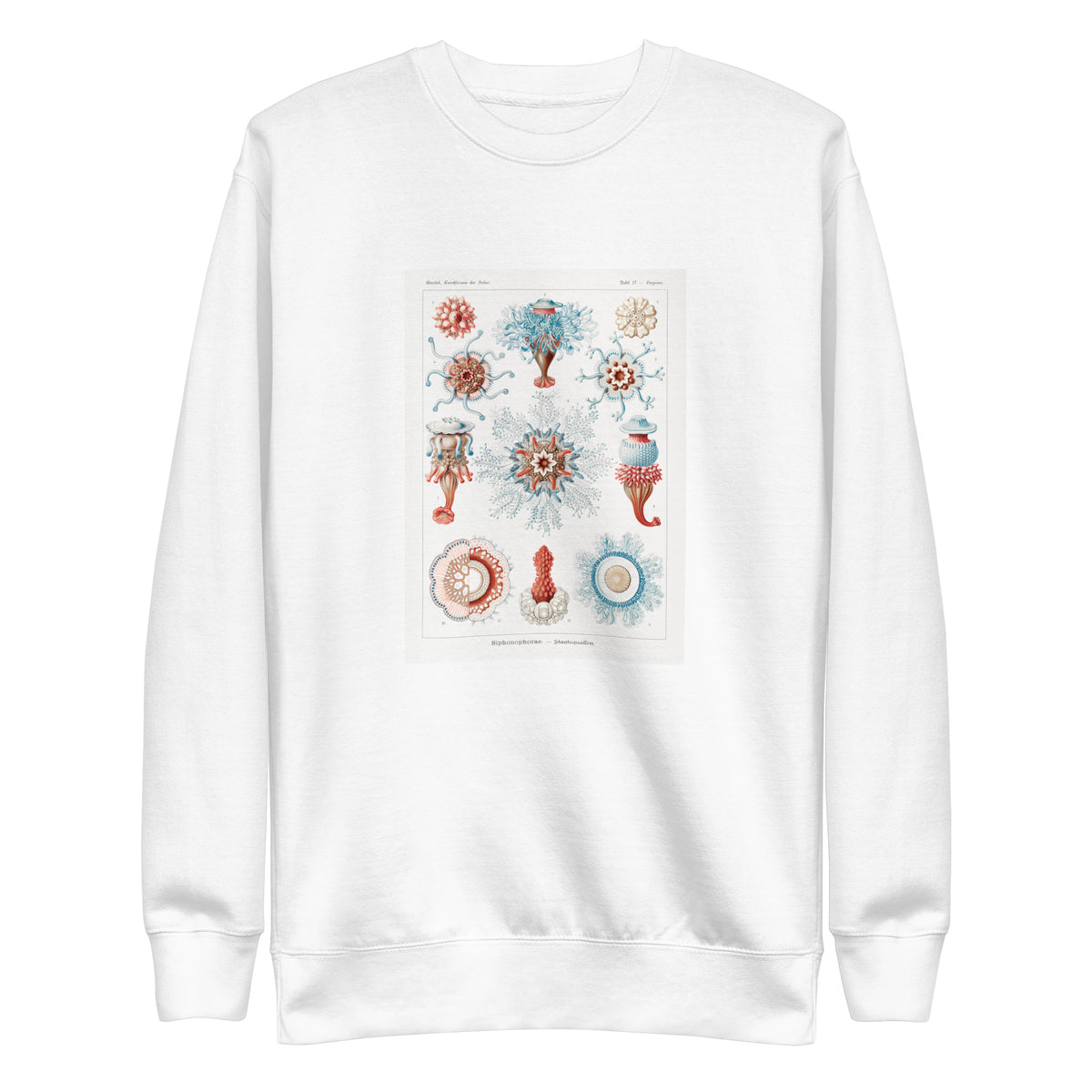 White Sweater Siphonophorae Staatsquallen Signature
