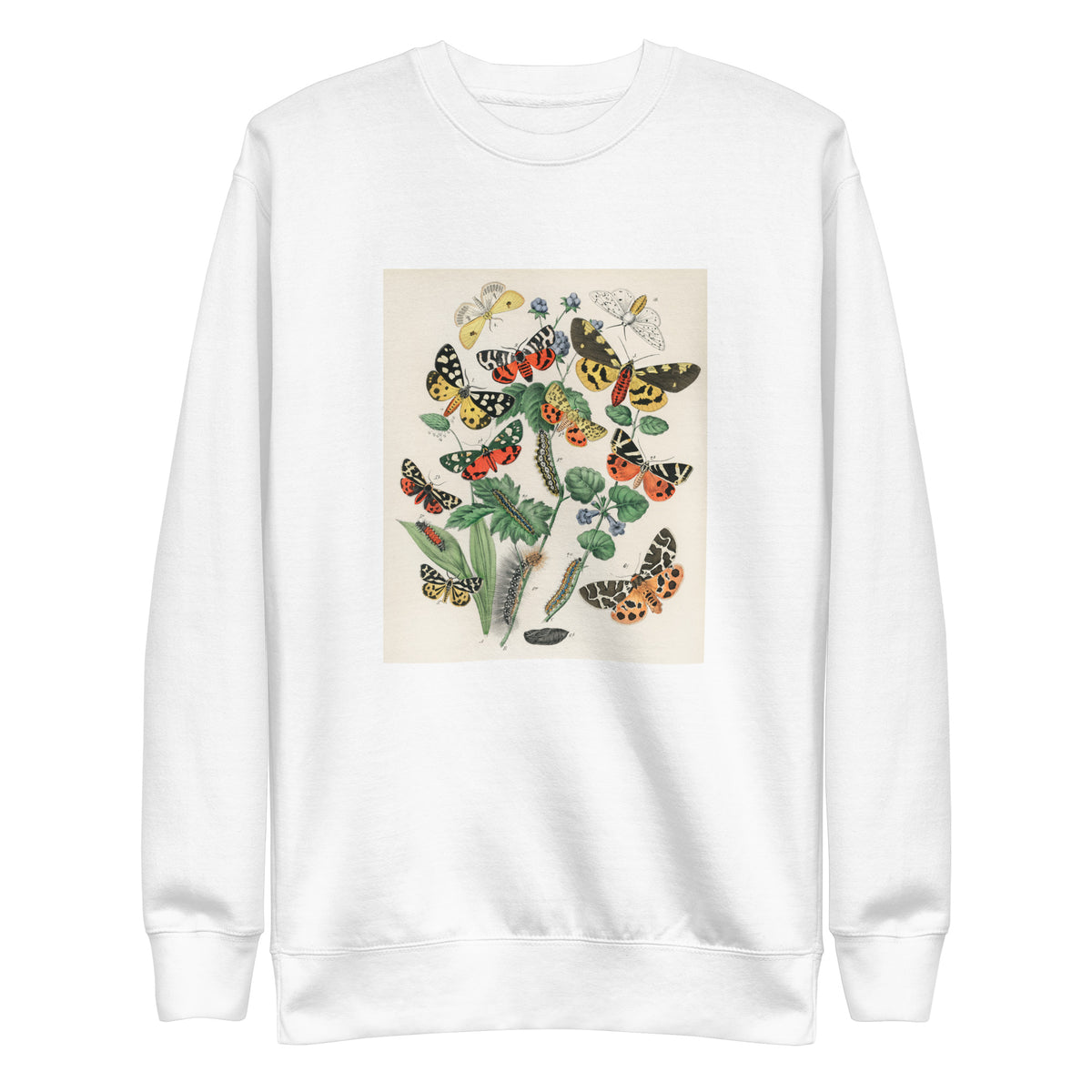 White Sweater Illustrations - William Forsell Kirby 1882 Signature